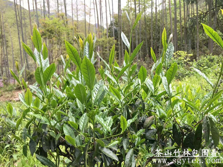 6364966908155337502813570_副本.jpg 6364966908155337502813570_副本.jpg