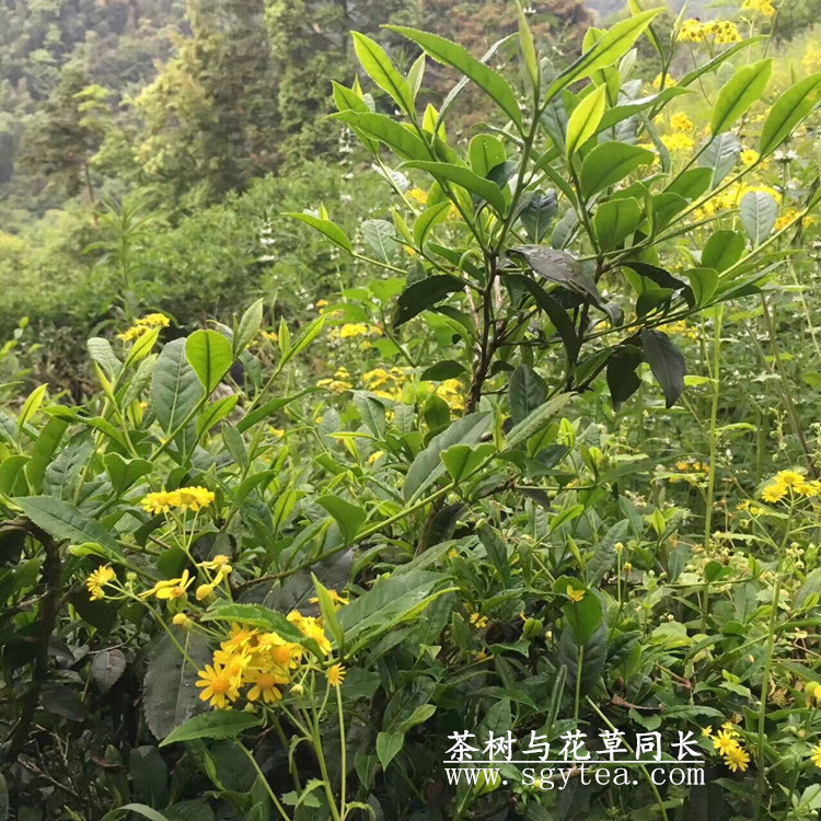 6364966928970962507188701_副本.jpg 6364966928970962507188701_副本.jpg